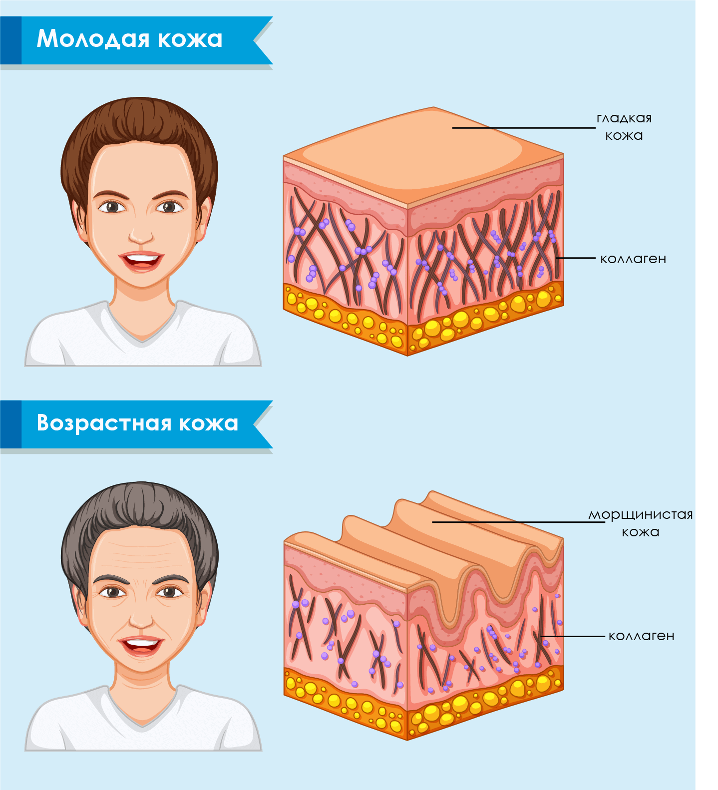 Инфографика по старению кожи