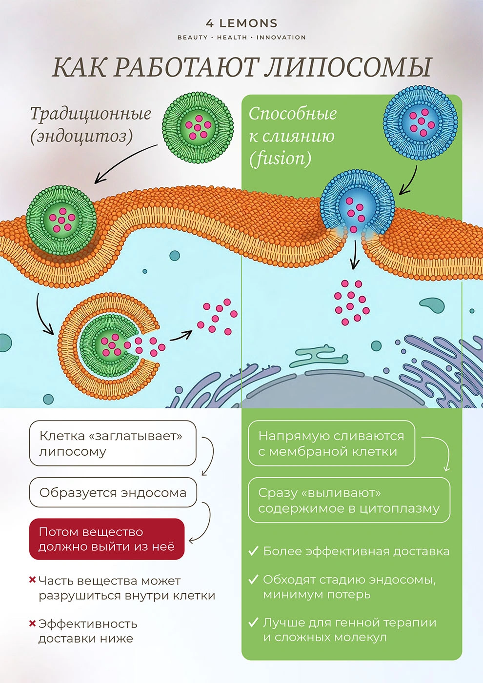 как работают липосомы 4 Lemons как работают липосомы 4 Lemons банер